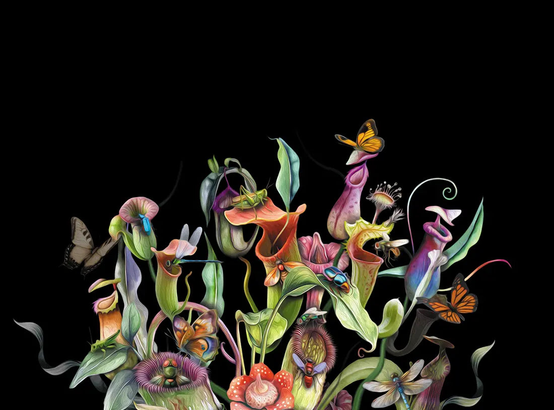 Detailaufnahme Orchideen – Feine Blattaderung und irisierender Glanz der Insektenflügel, tiefschwarzer Hintergrund, Gero Paul | Kunst-Direkt.de