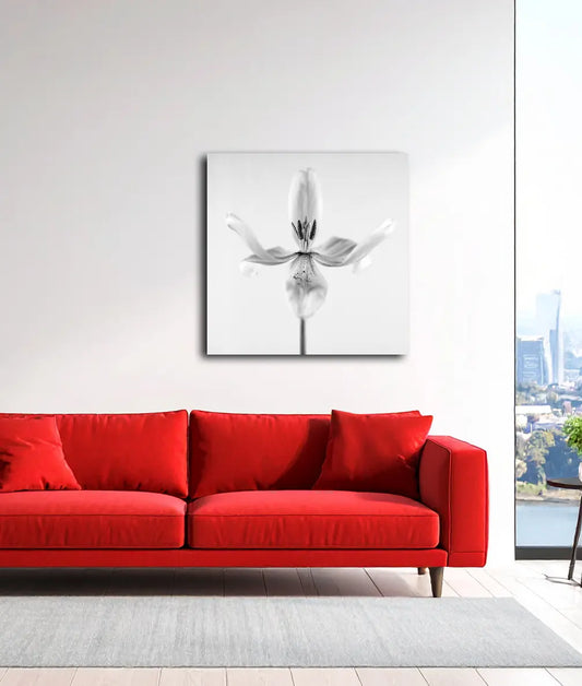 Graceful Tulip 1 von Birte Zabel an der Wand – Fineart Print auf Alu-Dibond matt, limitiert auf 30 Exemplare, botanische Fotokunst | Kunst-Direkt.de
