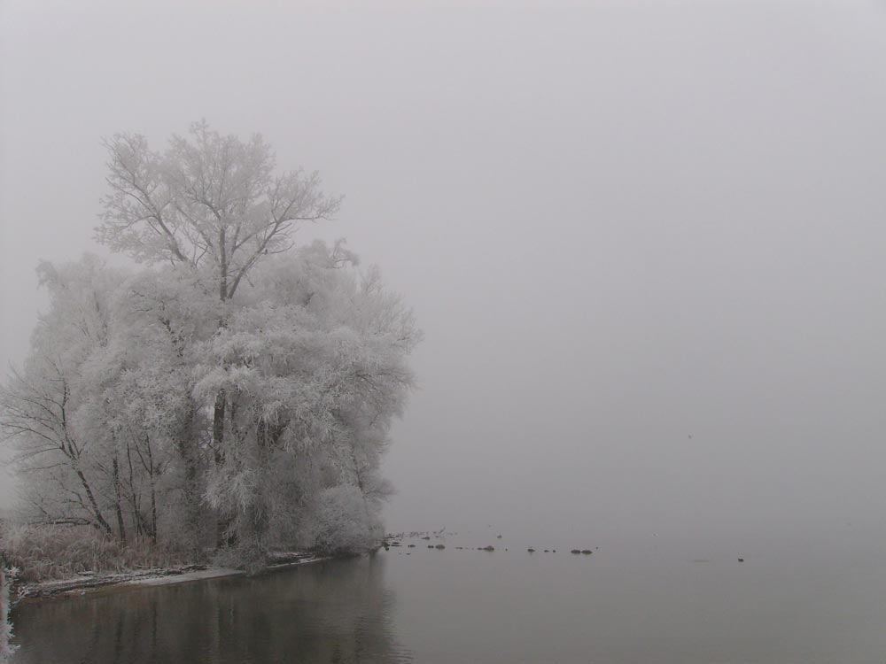 Einsamer Baum