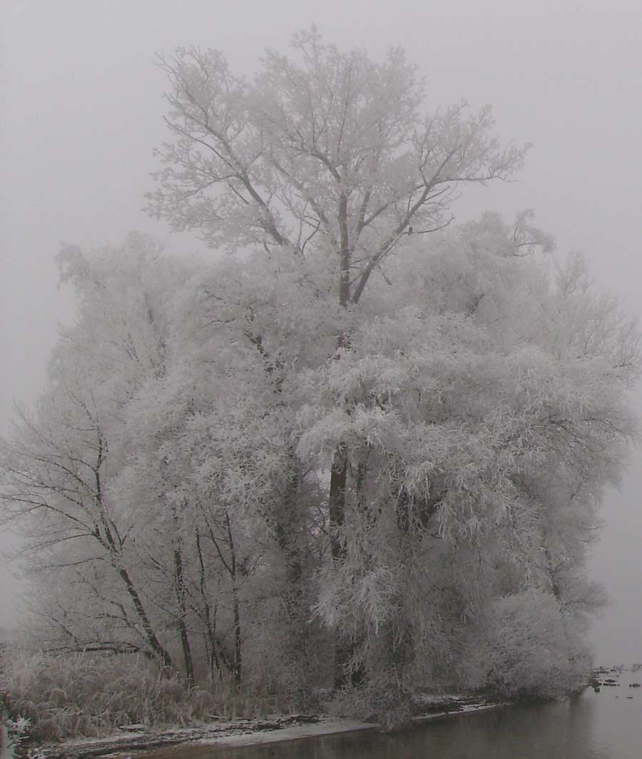 Einsamer Baum