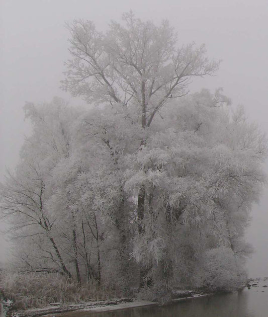 Foto eines Baumes an einem See, Winterlandschaft, Spiegelungen im Wasser, schwarz Weiß, Detail Baum