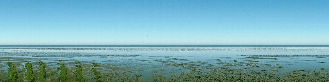 Panoramafoto des Watts vor Sylt, eine Möve ist zu sehen, weiter Horizont mit Nordsee