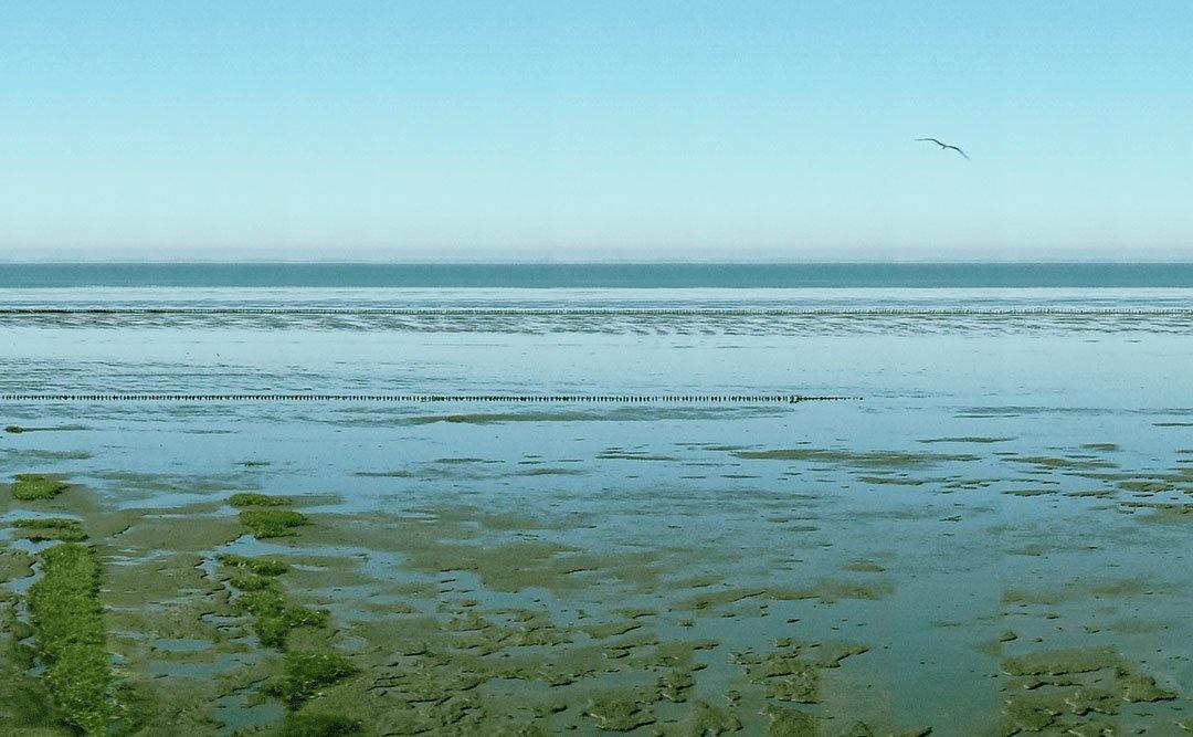 Panoramafoto des Watts vor Sylt, eine Möve ist zu sehen, weiter Horizont mit Nordsee, Detai aufnahme mit Himmel und Möve