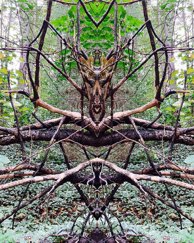 Gespiegeltes foto aus dem Wald, Wurzeln sehen jetzt wie eine große Spinne  aus.