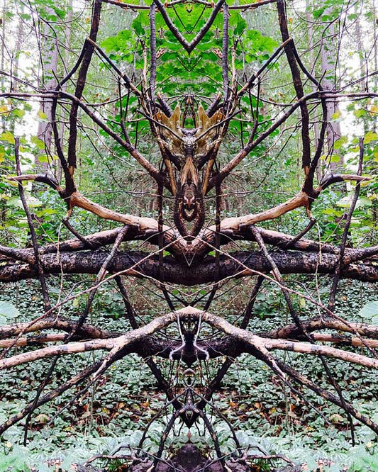 Gespiegeltes foto aus dem Wald, Wurzeln sehen jetzt wie eine große Spinne  aus.