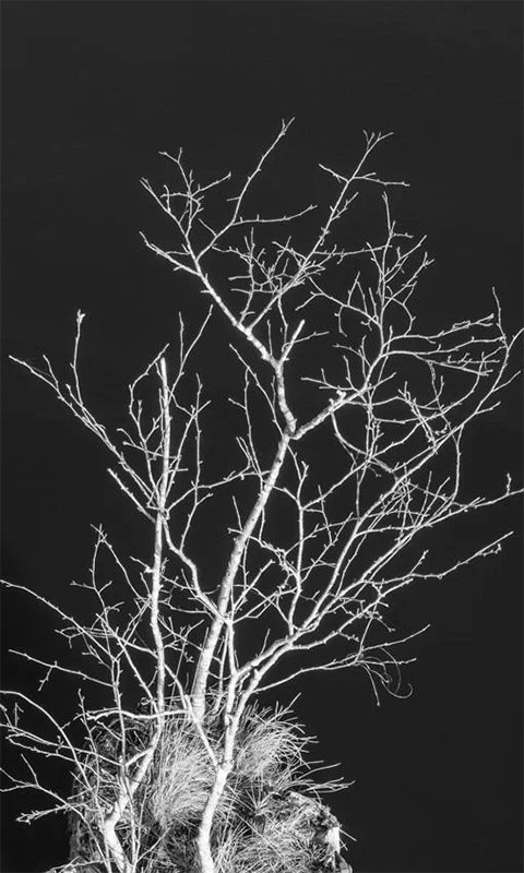 Kleiner Baum im Wasser