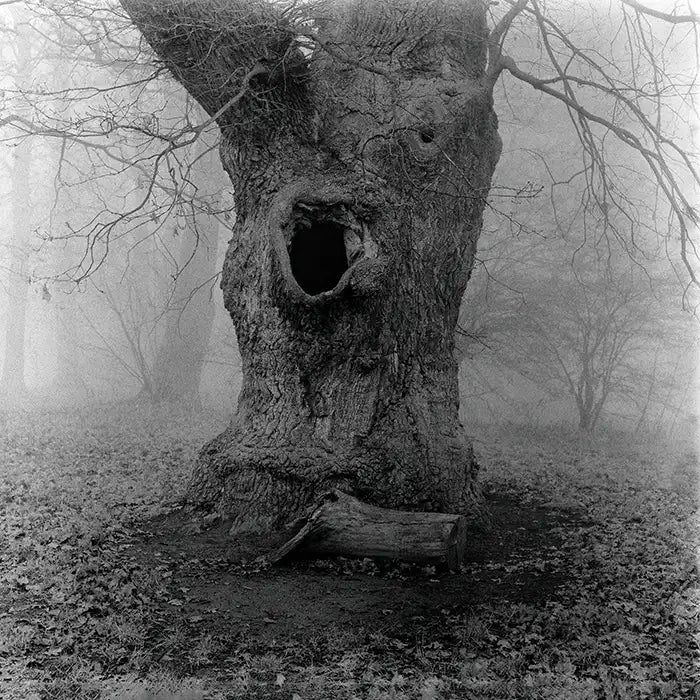 Ein alter Baum im Nebel, Detai des Stammes, s/w foto, quadratisch