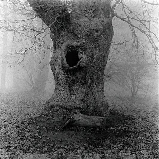 Ein alter Baum im Nebel, Detai des Stammes, s/w foto, quadratisch