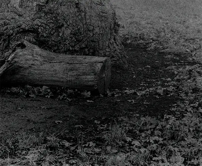 Ein alter Baum im Nebel, Detai des eines Astes, s/w foto, quadratisch