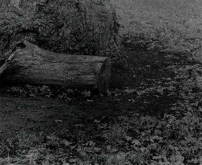 Ein alter Baum im Nebel, Detai des eines Astes, s/w foto, quadratisch