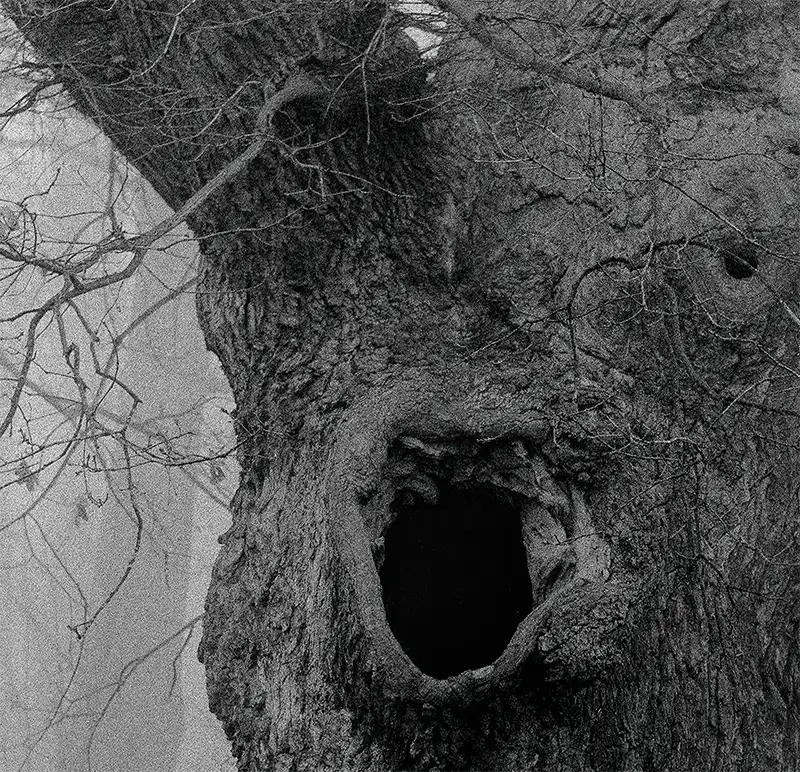 Ein alter Baum im Nebel, Detai des Astloches, s/w foto, quadratisch, 