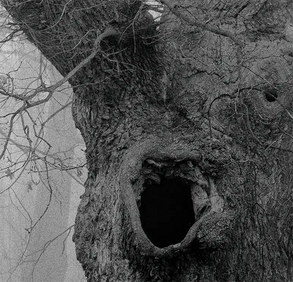 Ein alter Baum im Nebel, Detai des Astloches, s/w foto, quadratisch, 