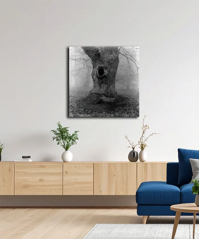 Ein alter Baum im Nebel, Detai des Stammes, s/w foto, quadratisch, an heller Wand  hängend