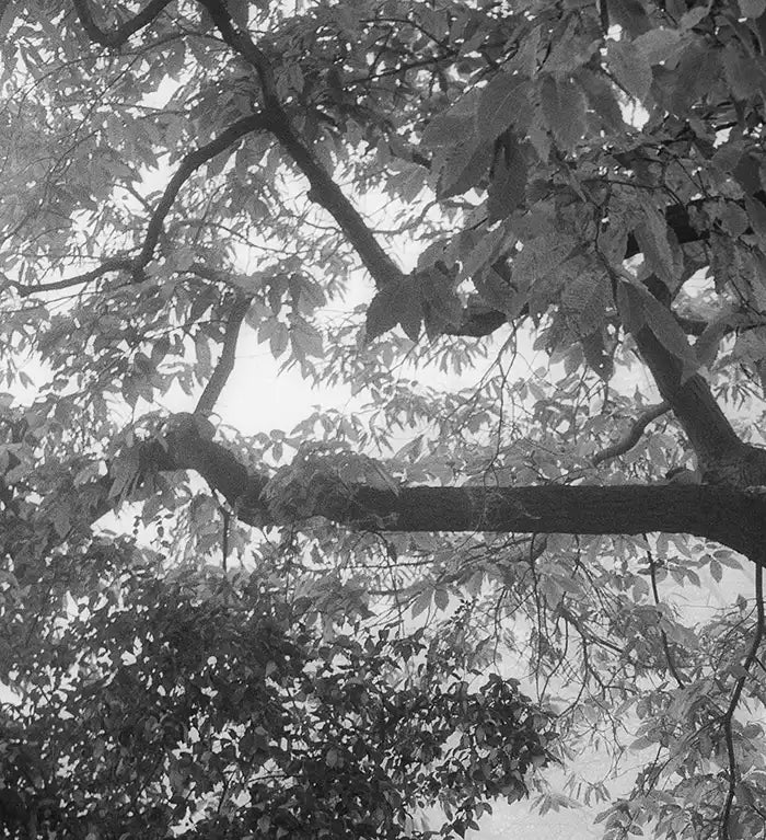 ein alter Baum, schwarz weiß fotografie, leichter nebel, detail äste mit blättern