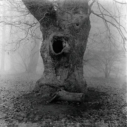Ein alter Baum im Nebel, Detai des Stammes, s/w foto, quadratisch, 100 x 100 cm, Thomas Dalecki, Kunst-Direkt.de