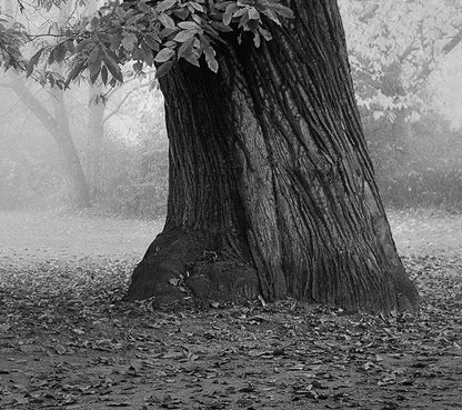 ein alter Baum, schwarz weiß fotografie, leichter nebel, detail Baumstamm, 100 x 100 cm, Thomas Dalecki, Kunst-Direkt.de