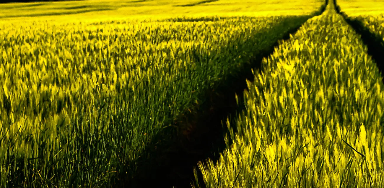 weite Sicht über eine Graslandschaft, farben gelb und grün, querformat, Detail des Grases, Anja Artzt, Kunst-Direkt.de