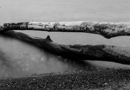 Ein baum liegt im Wasser, langzeitbelichtung, s/w Foto, querformat, detail baum