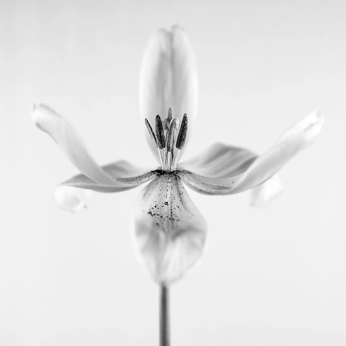 Graceful Tulip 1 – Fotokunst von Birte Zabel, einzelne Tulpe als skulpturales Objekt, Schwarz-Weiß-Minimalismus auf Alu-Dibond | Kunst-Direkt.de

