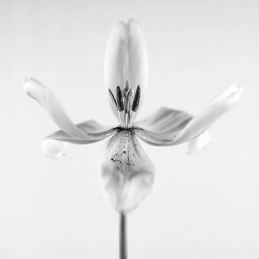 Graceful Tulip 1 – Fotokunst von Birte Zabel, einzelne Tulpe als skulpturales Objekt, Schwarz-Weiß-Minimalismus auf Alu-Dibond | Kunst-Direkt.de
