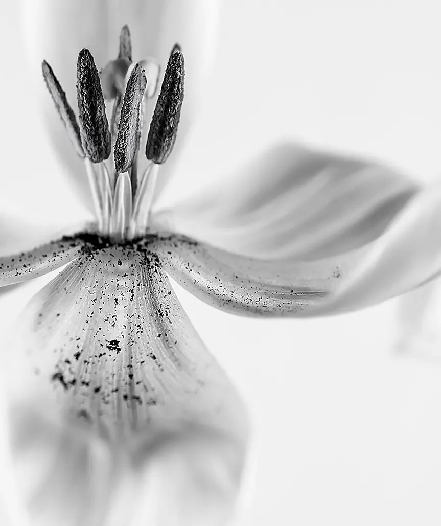 Detailaufnahme Graceful Tulip 1 – Weit geöffnete Blütenblätter als filigrane Schwingungen, subtile Graustufen, Birte Zabel | Kunst-Direkt.de
