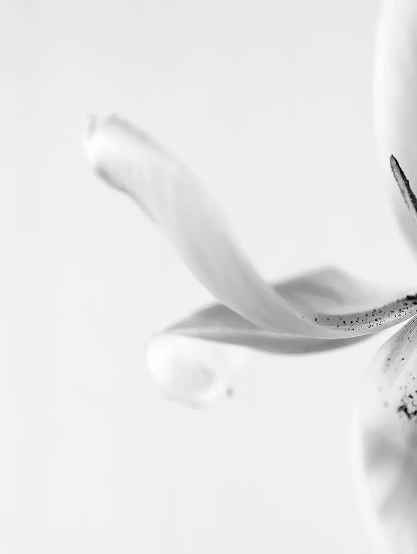 Detailaufnahme Graceful Tulip 1 – Grafische Silhouette, Licht-Schatten-Spiel, reflexionsfreie museale Anmutung, Birte Zabel | Kunst-Direkt.de
