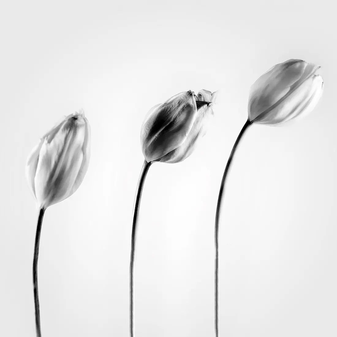 Graceful Tulip 2 – Fotokunst von Birte Zabel, drei Tulpen in tänzerischer Anordnung, Schwarz-Weiß-Minimalismus | Kunst-Direkt.de

