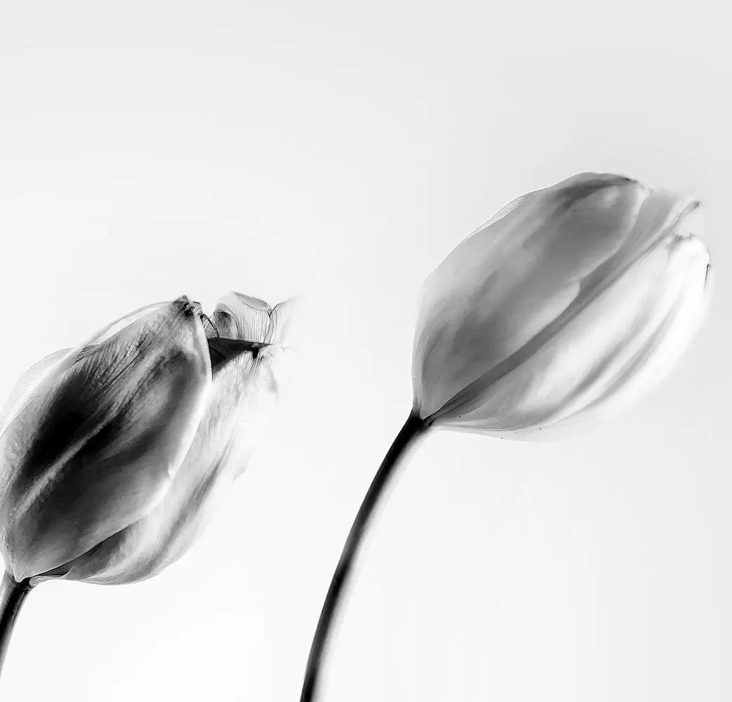 Detailaufnahme Graceful Tulip 2 – Subtile Grauabstufungen, Licht-Schatten-Spiel auf Tulpenkelchen, Birte Zabel | Kunst-Direkt.de
