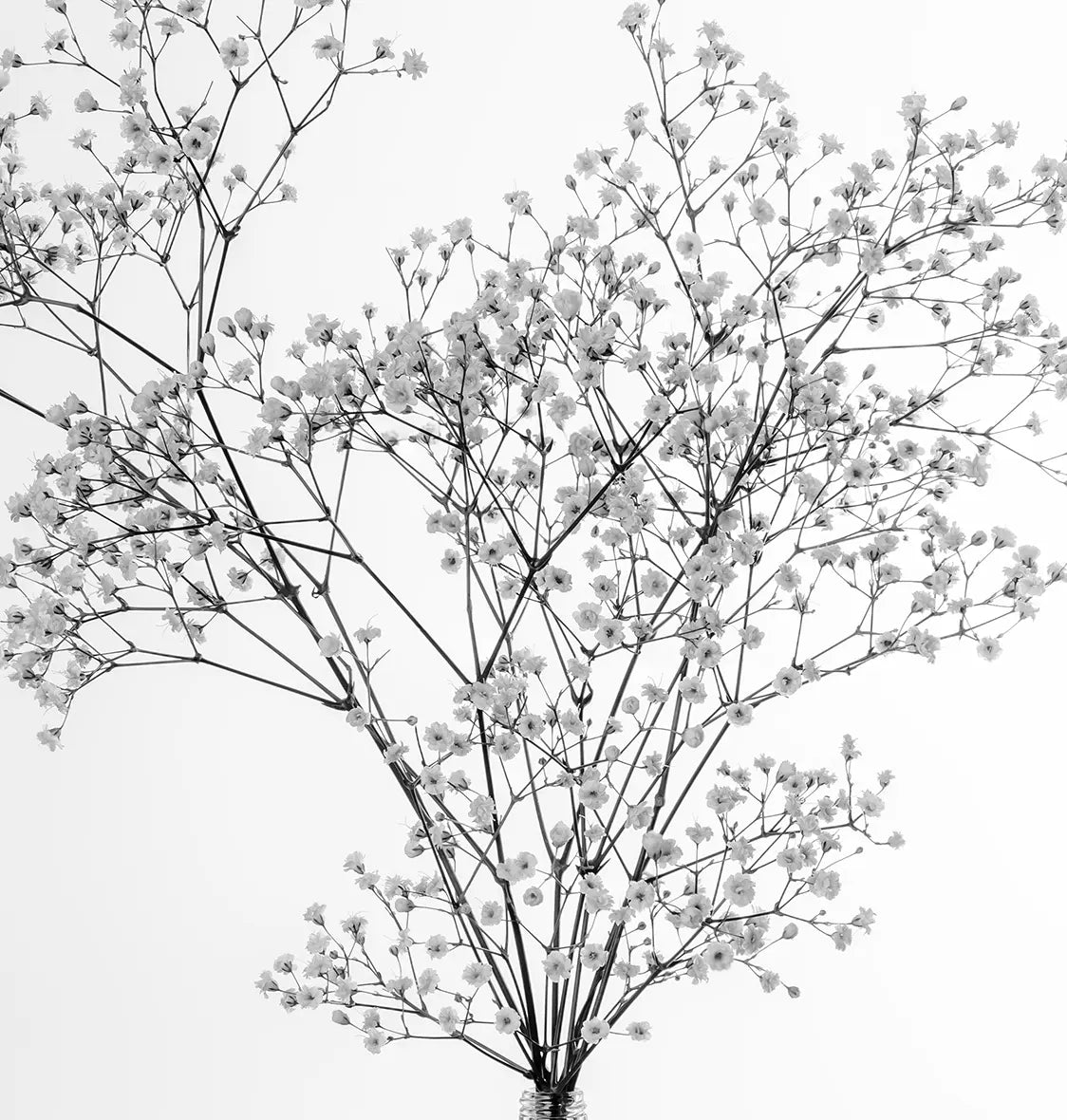 Detailaufnahme Gypsophila 1 – Glasvase mit Transparenz, Negativraum, meditative Stille, Birte Zabel | Kunst-Direkt.de
