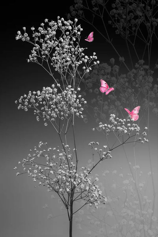 Gypsophila 2 – Fotokunst von Birte Zabel, Schleierkraut in Schwarz-Weiß mit drei leuchtend pinken Schmetterlingen, Selective Color | Kunst-Direkt.de

