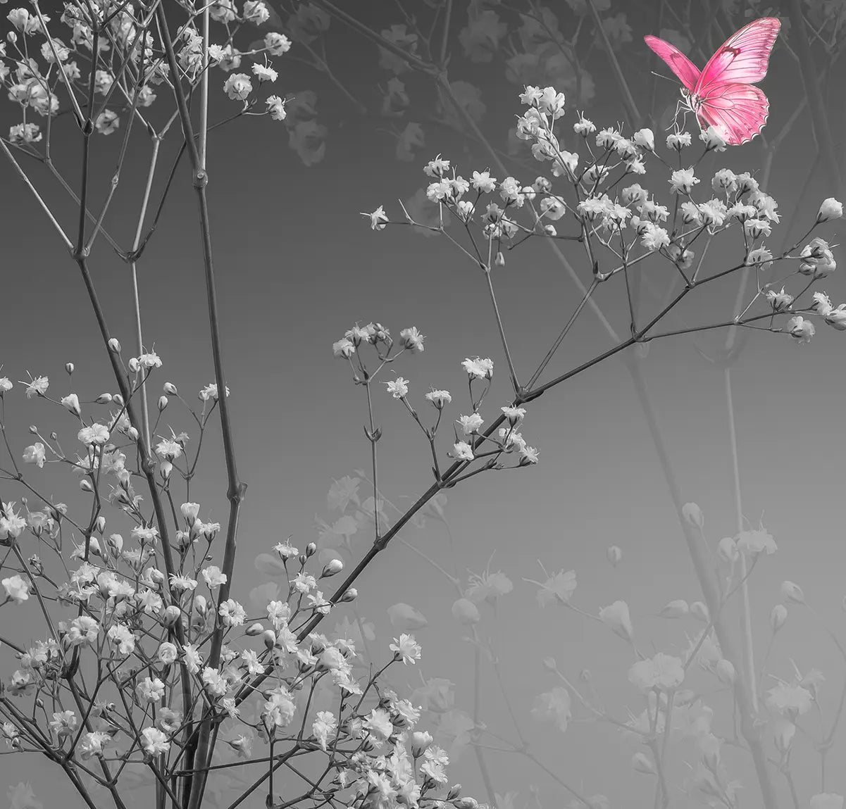 Detailaufnahme Gypsophila 2 – Filigranes Schleierkraut-Geflecht, grafische Präzision, dunkler Hintergrund, Birte Zabel | Kunst-Direkt.de
