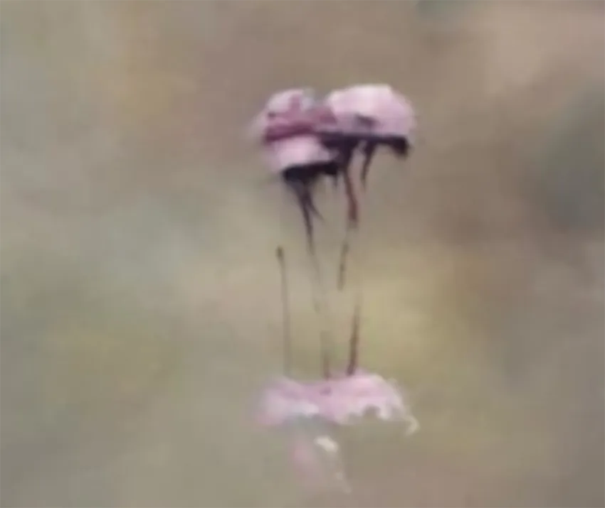 kleinne violette Blüten schweben über der Oberfläche des Bildes, querformat des Bildes, detail der Blüten