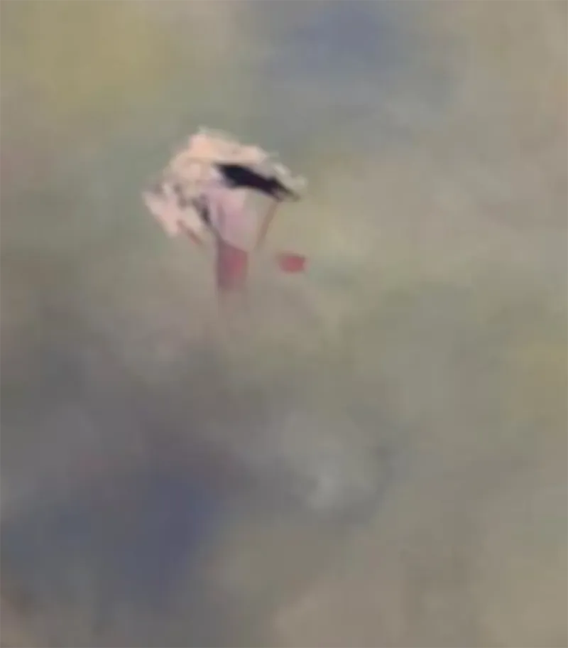 kleinne violette Blüten schweben über der Oberfläche des Bildes, querformat des Bildes, detals anderer Blüten