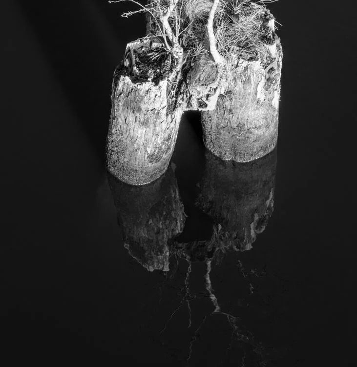 schwarz weiß foto, ein kleiner baum steht auf einem Pfahl in schwarzem Wasser, Detail des unteres Teil des Pfahls