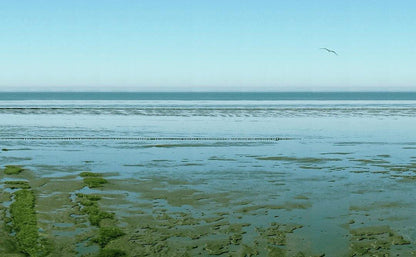 Panoramafoto des Watts vor Sylt, eine Möve ist zu sehen, weiter Horizont mit Nordsee, Detai aufnahme mit Himmel und Möve