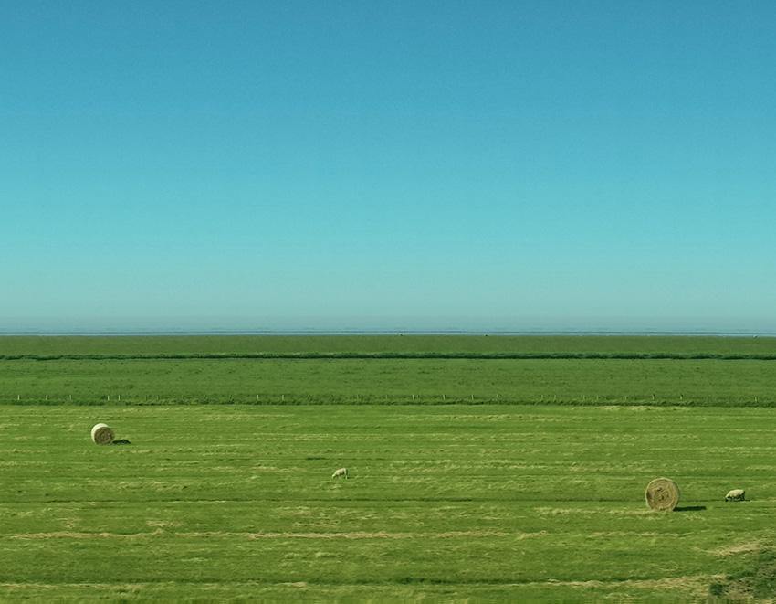 Panoramafoto von Sylt, grüne Wiese mit blauem  Himmel und schafen, detailansicht, 160 x 40 cm, Rolf Krieger, Kunst-Direkt.de