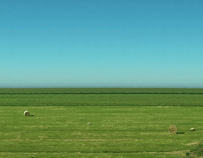 Panoramafoto von Sylt, grüne Wiese mit blauem  Himmel und schafen, detailansicht, 160 x 40 cm, Rolf Krieger, Kunst-Direkt.de