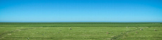 Panoramafoto von Sylt, grüne Wiese mit blauem  Himmel und schafen