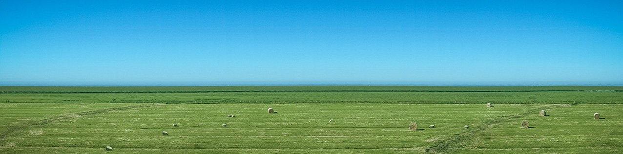 Panoramafoto von Sylt, grüne Wiese mit blauem  Himmel und schafen, 160 x 40 cm, Rolf Krieger, Kunst-Direkt.de
