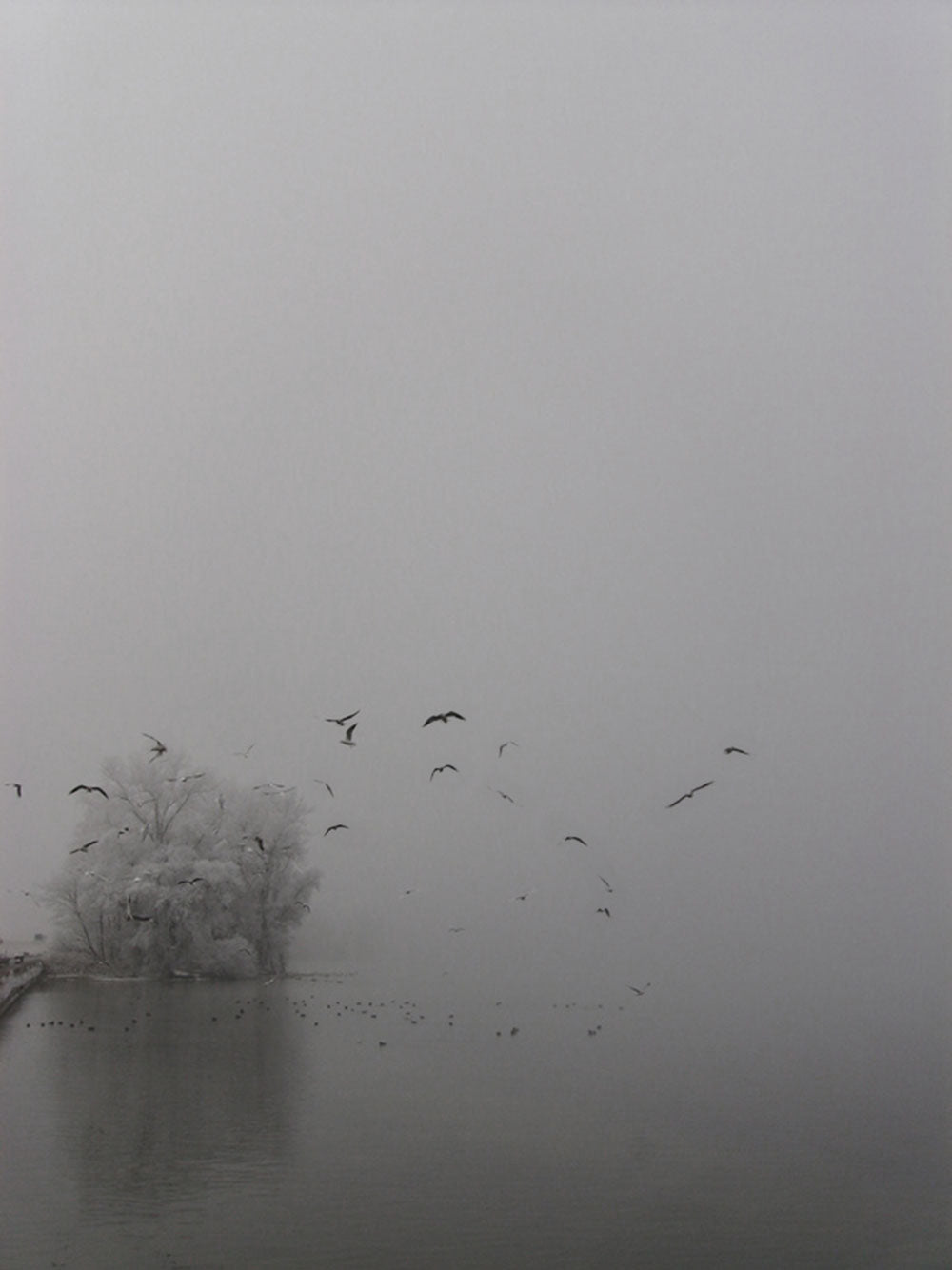 Foto einer verschneiten Landschaft mit See und Baum, einige Vögel fliegen vorbei