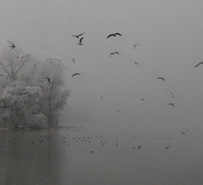 nebellandschaft im winter, vereiste bäume, fliegende vögel, fotografie