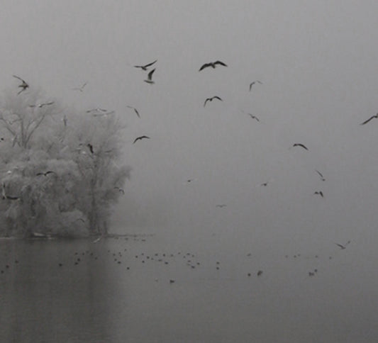 nebellandschaft im winter, vereiste bäume, fliegende vögel, fotografie